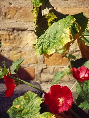 'blomster og murvrk'...